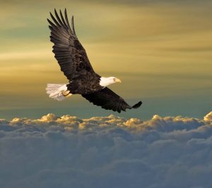 ★★ The birds flying acrossing on my head★★