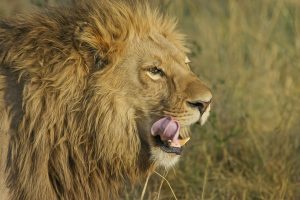 Lion’s Share