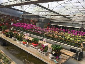 Pleasant potted plants