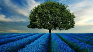 Play words: I have a ball